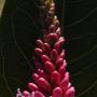 Pink Aquatic Knotweed (Polygonum amphibium var. emersum): A native water plant whose leaves floated on the water, but  the flower stands upright.